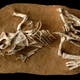 A hatchling Protoceratops andrewsi from the Gobi Desert. Image: AMNH/M. Ellison